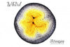 Scheepjes- Whirl Yarn